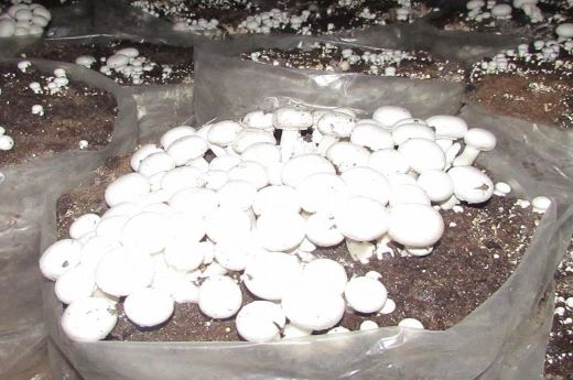 Etapas de Cultivo AgroChamp Espinal, Tolima