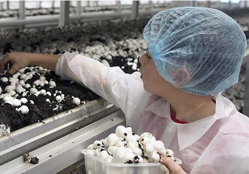 Etapas de Cultivo AgroChamp Espinal, Tolima